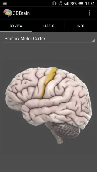 App使用3D圖像，解釋腦部不同部分的位置。