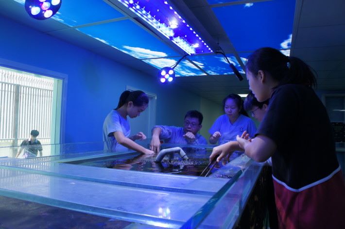 劉校長期望通過啟發學生對海洋產生興趣，一方面可協助拯救香港珊瑚，另一方面也可培育出海洋生物學家。