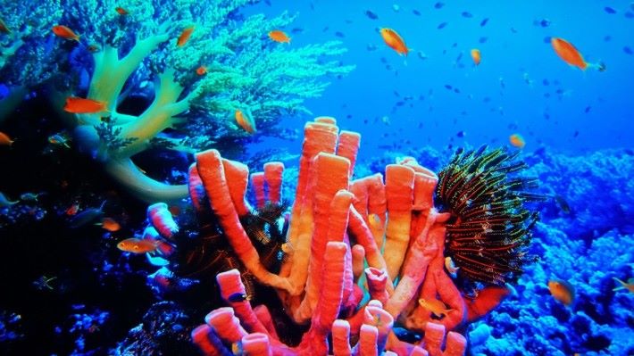 ．珊瑚礁中的述色變化具有極佳層次感，背後的訊噪卻極少。