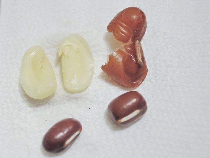 紅豆是種子的一種，外層有種皮包住內層的胚，胚儲存大量的澱粉質。